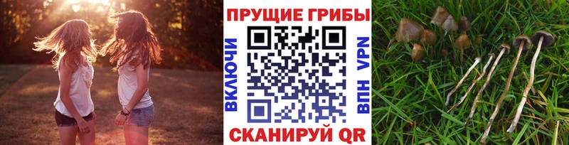 Галлюциногенные грибы ЛСД  Купить где  Темников 